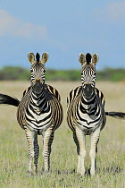 Burchell zebra (Equus quagga burchellii) two standing together, Nxai Pan National Park, Botswana.