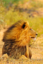 African lion (Panthera leo) portrait of male, Kalahari, South Africa.