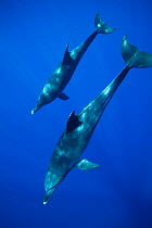 Bottlenose dolphins (Tursiops truncatus)  mother and baby, Ogasawara Island, Japan.  August.