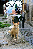 Ginger tabby cat sitting on wall in narrow alley with laundry hanging on lines in the background.