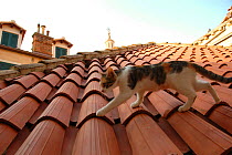 Tortoiseshell cat portrait walking across a roof,  Dubrovnik, Croatia.