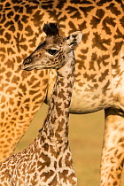 Masai giraffe (Giraffa camelopardalis tippelskirchi) baby standing below female, Maasai Mara Game Reserve, Kenya