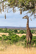 Masai giraffe (Giraffa camelopardalis tippelskirchi) male eating from a Sausage tree (Kigelia africana), Maasai Mara Game Reserve, Kenya