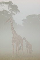 Masai giraffe (Giraffa camelopardalis tippelskirchi) mother and young in the mist at dawn, Maasai Mara Game Reserve, Kenya