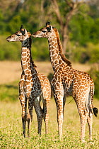 RF- Masai giraffe (Giraffa camelopardalis tippelskirchi) two young calves together, Masai Mara Game Reserve Kenya (This image may be licensed either as rights managed or royalty free.)