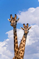 Masai giraffes (Giraffa camelopardalis tippelskirchi) Maasai Mara Game Reserve, Kenya