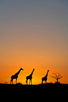 Masai giraffe (Giraffa camelopardalis tippelskirchi) group on horizon at sunrise, Maasai Mara Game Reserve, Kenya