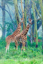 Rothschild / Baringo giraffe (Giraffa camelopardalis rothschildi) group shelter under acacia trees from the rain, Nakuru National Park, Kenya