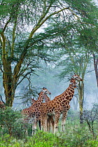 Rothschild / Baringo giraffe (Giraffa camelopardalis rothschildi) group shelter under acacia trees from the rain, Nakuru National Park, Kenya