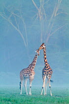 Rothschild / Baringo giraffe (Giraffa camelopardalis rothschildi) two showing affection in the mist at dawn, Nakuru National Park, Kenya