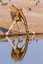 Southern giraffe (Giraffa camelopardalis), drinking at a water point with guineafowl behind, Etosha National Park, Namibia