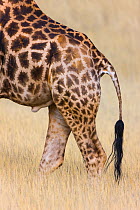 Giraffe (Giraffa camelopardalis) close up of hind quarters, Namibia