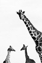 Reticulated giraffes (Giraffa camelopardalis reticulata) black and white picture of group of three, Kenya.