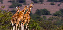 Reticulated giraffe (Giraffa camelopardalis reticulata) group, Kenya.