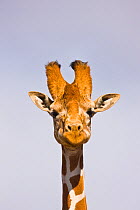 Portrait of a Reticulated giraffe (Giraffa camelopardalis reticulata) Kenya.