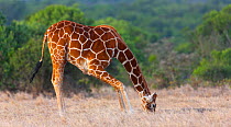 Reticulated giraffe (Giraffa camelopardalis reticulata)  bending front legs to graze on grass,  Ol Pejeta Reserve, Kenya.