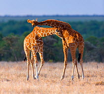 Reticulated giraffes (Giraffa camelopardalis reticulata) necking, Ol Pejeta Reserve, Kenya