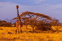 Giraffe (Giraffa camelopardalis) next to acacia tree, Samburu National Park, Kenya.