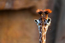 Rothschild's giraffe (Giraffa camelopardalis rothschildi) head rear view, Kenya.