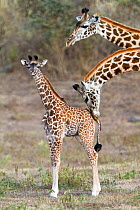 Masai giraffe (Giraffe camelopardalis tippelskirchi) two adults with young, mother nuzzling baby, Arusha National Park, Tanzania, East Africa, September.