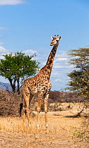 Masai giraffe (Giraffa camelopardalis tippelskirchi) portrait, Ruaha  National Park, Tanzania, East Africa, September.
