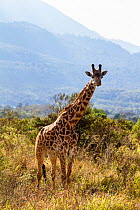 Masai giraffe (Giraffa camelopardalis tippelskirchi) in front of Mount Meru, Arusha National Park, Tanzania, East Africa, September.