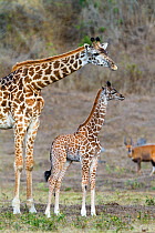 Masai giraffe (Giraffa camelopardalis tippelskirchi) with young, Arusha National Park, Tanzania, East Africa, September.