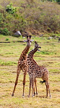 Two young Masai giraffes (Giraffa camelopardalis tippelskirchi) Arusha National Park, Tanzania, East Africa, September.