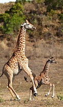 Masai giraffe (Giraffa camelopardalis tippelskirchi) pushing baby, Arusha National Park, Tanzania, East Africa, September.