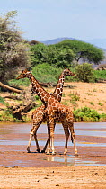 Two Reticualted giraffes (Giraffa camelopardalis reticulata) at water's edge, Samburu Game Reserve, Kenya, East Africa, August.