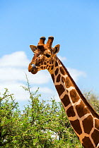 Reticualted giraffe (Giraffa camelopardalis reticulata) licking nose, Samburu Game Reserve, Kenya, East Africa, August.