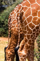 Two Reticualted giraffes (Giraffa camelopardalis reticulata) close up of tails and hind legs, Samburu Game Reserve, Kenya, East Africa, August.