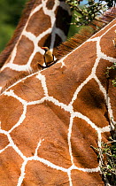 Red billed oxpecker (Buphagus erythrorhynchus) perched on Reticualted giraffe (Giraffa camelopardalis reticulata) neck, Samburu Game Reserve, Kenya, East Africa, August.