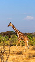 Reticualted giraffe (Giraffa camelopardalis reticulata) walking, Samburu Game Reserve, Kenya, East Africa, August.