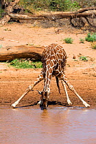 Reticualted giraffe (Giraffa camelopardalis reticulata) drinking, Samburu Game Reserve, Kenya, East Africa, August.