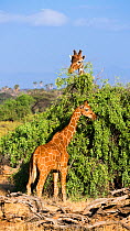Two Reticualted giraffes (Giraffa camelopardalis reticulata) feeding, Samburu Game Reserve, Kenya, East Africa, August.