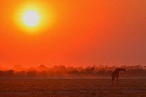 Giraffe (Giraffa camelopardalis) silhouetted with sun low in the sky, Etosha National Park, Namibia, June.