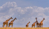 Small herd of Giraffes (Giraffa camelopardalis) against cloudy sky, Chobe River, Northern Botswana.