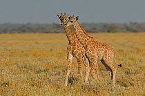 Two young Giraffes (Giraffa camelopardalis) Etosha National Park, Namibia, May.