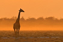 Giraffe (Giraffa camelopardalis) silhouetted, Etosha National Park, Namibia, July.