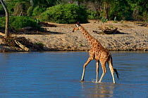 Reticulated giraffe (Giraffa camelopardis reticulata) crossing river, Samburu National Park, Kenya, October.