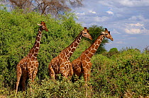 Three Reticulated giraffes (Giraffa camelopardis reticulata) Samburu National Park, Kenya, October.