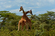 Two Rothschild's giraffes (Giraffa camelopardalis rothschildi) fighting amongst Acacia trees, Nakuru, Kenya, October.