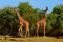Two Reticulated giraffes (Giraffa camelopardalis reticulata) Samburu National Park, Kenya, Africa, October.