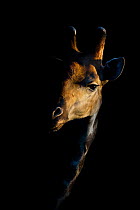 Giraffe (Giraffa camelopardalis) in half light. Mapungubwe National Park, South Africa.