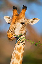 Giraffe (Giraffa camelopardalis) feeding on woolly caper  (Capparis tomentosa). Chobe National Park, Botswana.