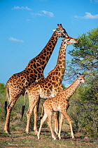 Giraffe (Giraffa camelopardalis) family, Marakele Private Reserve, Waterberg Biosphere Reserve, Limpopo Province, South Africa, November.
