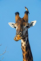 Giraffe (Giraffa camelopardalis) with Red billed oxpecker (Buphagus erythrorhynchus) on head, Marakele Private Reserve, Waterberg Biosphere Reserve, Limpopo Province, South Africa.