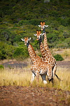 Three Giraffes (Giraffa camelopardalis) walking together. Ithala Game Reserve, Kwa-Zulu Natal Province, South Africa.