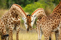 Giraffes (Giraffa camelopardalis) socialising, head to head. Itala Game Reserve, Kwa-Zulu Natal, South Africa.